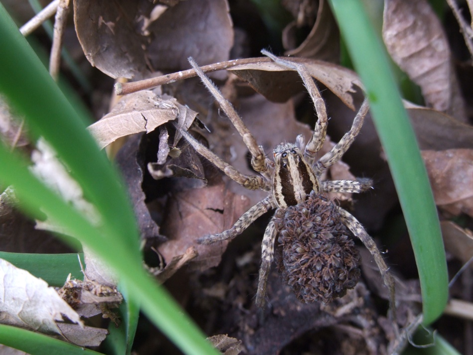 Hogna sp.